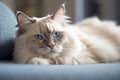 Portrait of a ragdoll cat lying on sofa Royalty Free Stock Photo