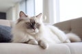 Portrait of a ragdoll cat lying on sofa Royalty Free Stock Photo