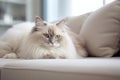 Portrait of a ragdoll cat lying on sofa Royalty Free Stock Photo