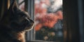 Cozy Cat Looking Out Rainy Window at Pink Sunset Royalty Free Stock Photo