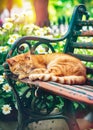 Cozy Cat Napping in Comfortable Setting