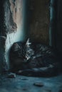 A cozy cat resting peacefully in a dim corner of a room Generative AI