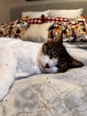 Cozy cat sleeping on a bed Royalty Free Stock Photo