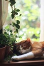 Cozy Cat Sleeping on Windowsill Surrounded by Lush Green Plants. Royalty Free Stock Photo