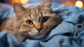 Cozy Chartreux: A Feline\'s Haven of Comfort
