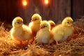 Cozy Chicks in Warm Light