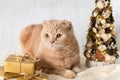 Cozy Christmas background with cute cat, gift boxes, christmas tree and garland on a light background. Seasonal Christmas coziness