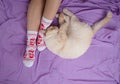 Cozy Christmas day with a cat, women`s feet in socks, next to the cat lies