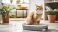 Cozy Comfort - Cute cat in the litter box in room Royalty Free Stock Photo