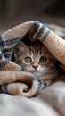 Cozy Companions: A Heartwarming Encounter Between a Kitten and a