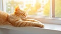 Cozy content cat sleeping peacefully on a windowsill bathed in soft afternoon light with gentle shadows Royalty Free Stock Photo
