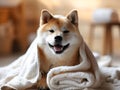 Cozy and content, this Shiba Inu\'s blissful expression under the snug blanket radiates comfort and joy