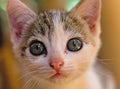 White, striped, kitten, close-up, look direct in camera, portrait, focus, mouth, nose, curious, face, hair, blue eyes