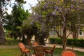 Cozy courtyard with glass table and chairs, next to blooming curly purple Wisteria