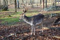 Cozy deer in the forest in profile view . Calm male mammal deer with average antlers . Dark brown forest deer . European animal in