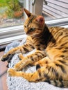 Cozy Domestic Cat Basking in Sunlight by Window on Textured Blanket Royalty Free Stock Photo