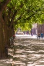 Cozy downtown street of Szeged, covered with big crown of a trees, people walking, sun is shining