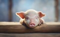 Cozy Dreamland: Pig Snoozing Peacefully in its Hideaway