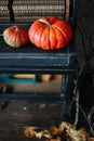 Cozy fall home interior in vintage style. Autumn still life.  Flat lay. home decor inspired by autumn. Royalty Free Stock Photo
