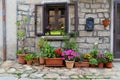 Cozy flowerpot garden in Aggius, Italy Royalty Free Stock Photo