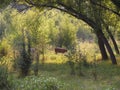 Cozy forest pasture