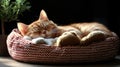 Cozy Ginger Cat Sleeping Peacefully in a Warm Pet Bed Royalty Free Stock Photo