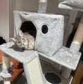 Cozy Hideaway: Tabby Cat Peeking Out from a Plush Cat Tree Fortress