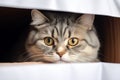 Cozy hideout Fold eared cats close up, half muzzle behind white cabinet
