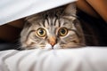 Cozy hideout Fold eared cats close up, half muzzle behind white cabinet Royalty Free Stock Photo