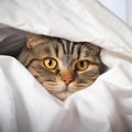 Cozy hideout Fold eared cats close up, half muzzle behind white cabinet Royalty Free Stock Photo