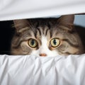 Cozy hideout Fold eared cats close up, half muzzle behind white cabinet Royalty Free Stock Photo