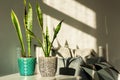 Cozy home interior decor Sansevieria (snake plant) in ceramic pots