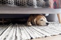 Cozy home interior image of a beagle dog lazy sleeping under the sofa in living room. Funny pets concept image