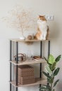 Cozy home interior - loft shelving, decor and a red cat on a light wall background Royalty Free Stock Photo