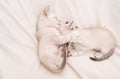 Cozy home. Small cute kittens relax on white sheets. Baby cat. Cute white kittens. Tender and lovely. White kittens