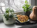 Cozy home still life - indoor flowers, pumpkin waffles, pumpkin on the windowsill