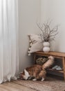 Cozy interior of the living room - bench with a decorative pillow, a vase with dry branches, a red cat on a jute carpet Royalty Free Stock Photo