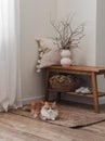 Cozy interior of the living room - bench with a decorative pillow, a vase with dry branches, a red cat on a jute carpet. Cozy home Royalty Free Stock Photo