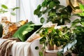 Cozy living room with indoor plants. Home gardening and biophilic design. Authentic home interior