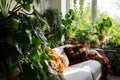 Cozy living room with indoor plants. Home gardening and biophilic design. Authentic home interior