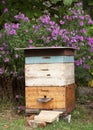 Cozy Old Colorful Beehive in the Garden and Aster Amellus Flowers