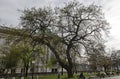 Cozy place for spring relaxation with friends under the loose shade of the trees in the park