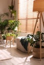 Cozy room interior with stylish furniture and beautiful houseplants near window Royalty Free Stock Photo