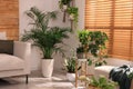 Cozy room interior with stylish furniture and beautiful houseplants near window Royalty Free Stock Photo