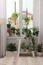 Cozy room interior with stylish furniture and beautiful houseplants near window Royalty Free Stock Photo