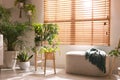 Cozy room interior with stylish furniture and beautiful houseplants near window Royalty Free Stock Photo