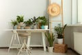 Cozy room interior with stylish furniture and different beautiful houseplants Royalty Free Stock Photo