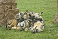 Cozy spotted hyenas