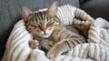 A cozy tabby cat peacefully napping on a soft blanket in a warm living room setting