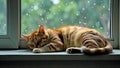 Cozy tabby cat sleeping on a windowsill on a rainy day. Royalty Free Stock Photo